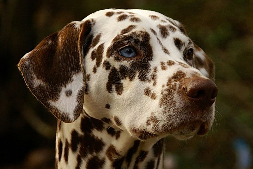 Free brown dalmatian dog closeup image, public domain animal CC0 photo.