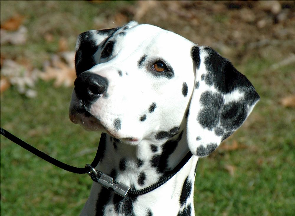  Free Dalmatian image, public domain pet CC0 photo. 