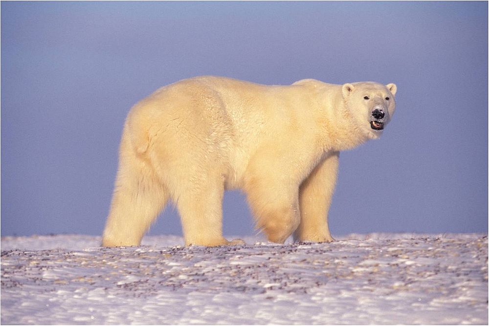 Free polar bear image, public domain animal CC0 photo.