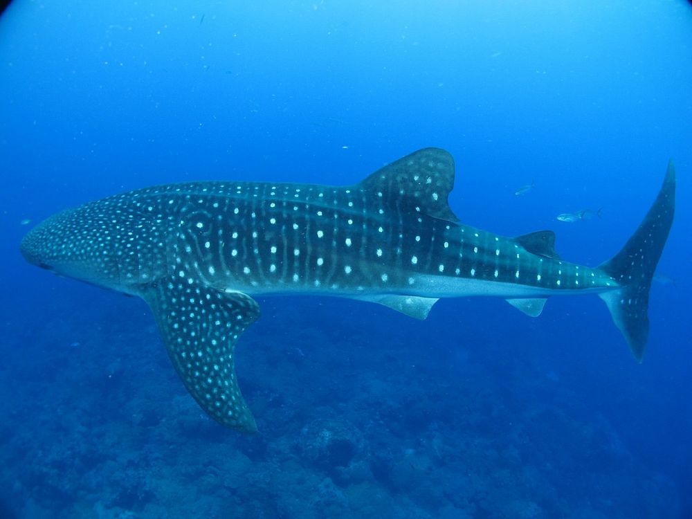 Free spotted whale shark image, public domain animal CC0 photo.