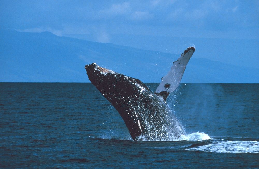 Free whale image, public domain animal CC0 photo.
