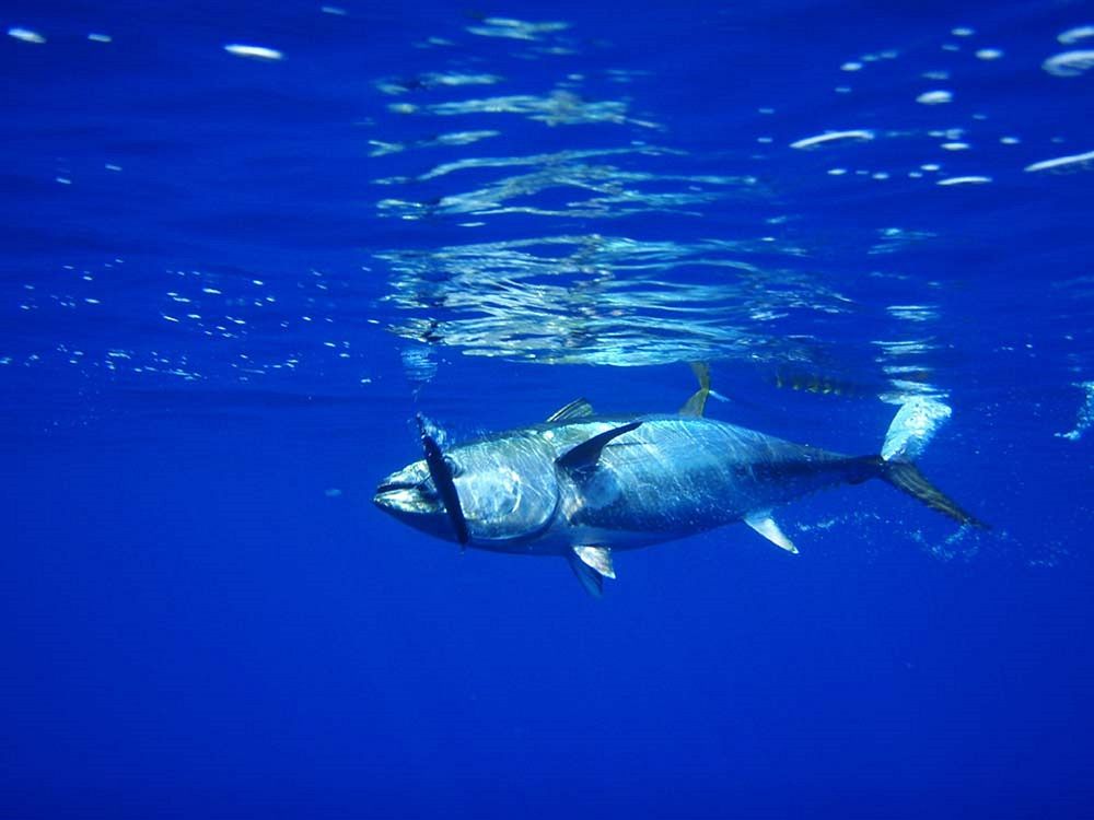 Free tuna image, public domain animal CC0 photo.