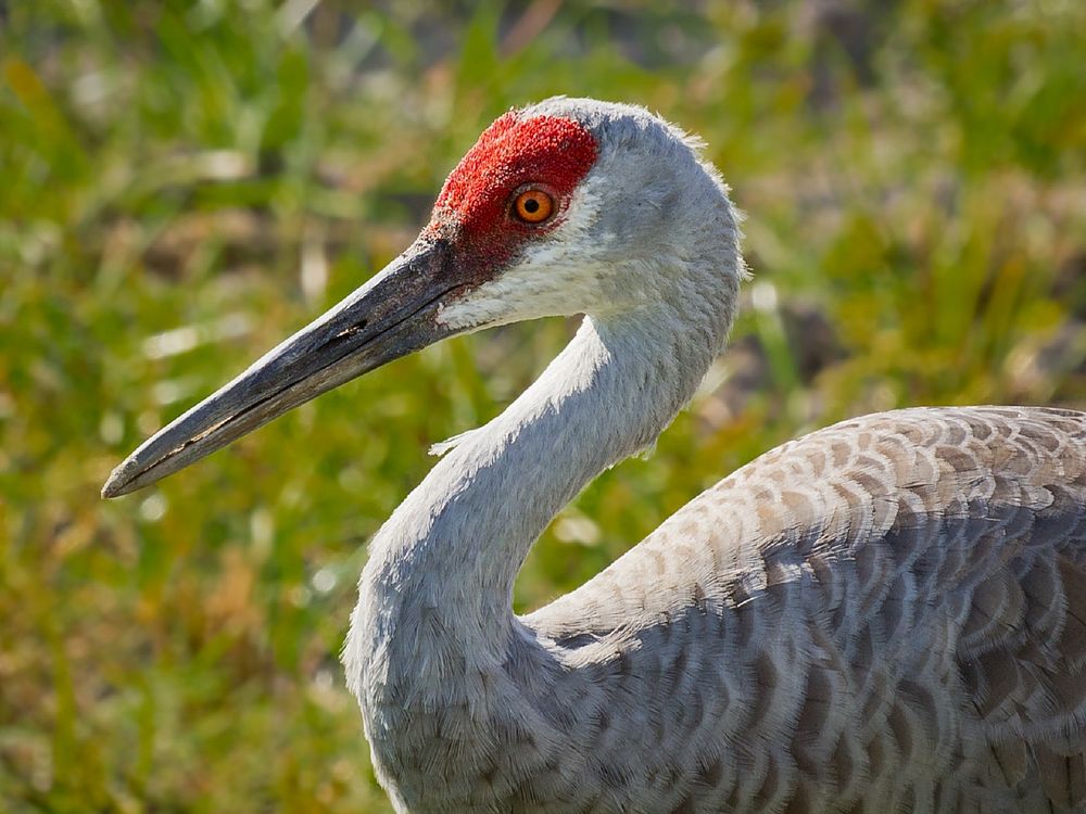 Free close up crane bird image, public domain animal CC0 photo.