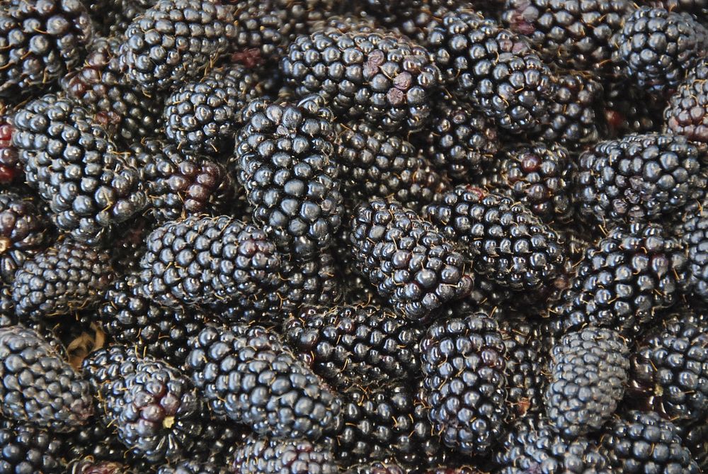 Free mulberries image, public domain food CC0 photo.