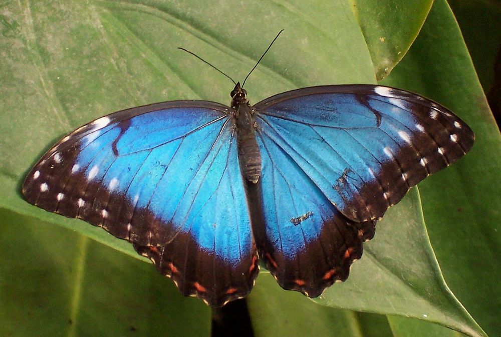 Free blue butterfly image, public domain animal CC0 photo.