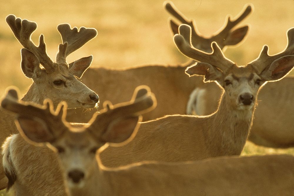 Free herd of deer photo, public domain animal CC0 image.