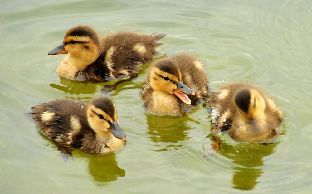 Free close up duck chicks on water image, public domain animal CC0 photo.