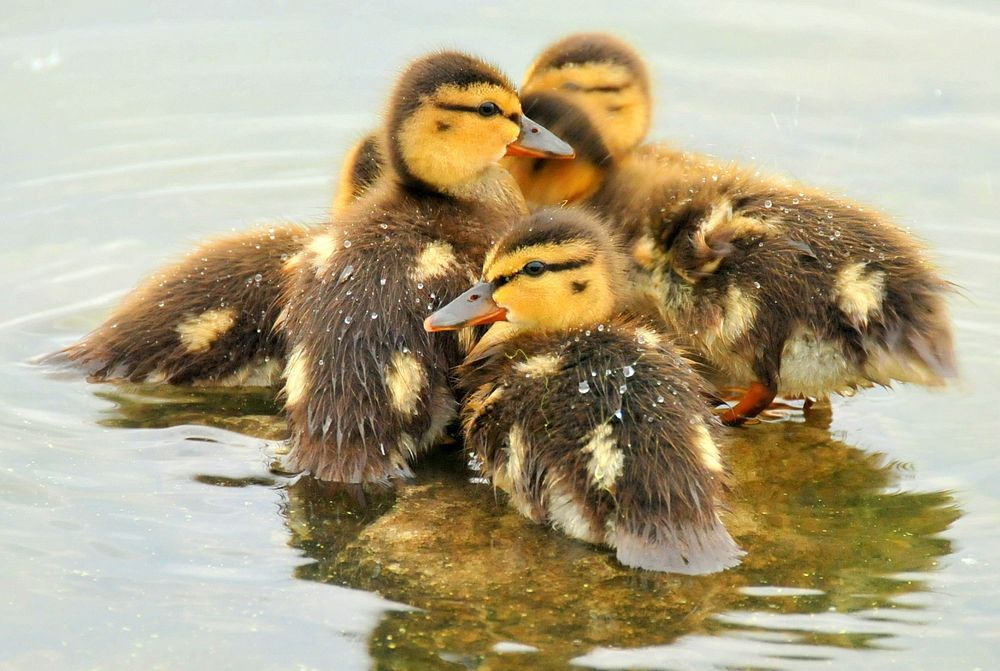 Free close up duck chicks on water image, public domain animal CC0 photo.