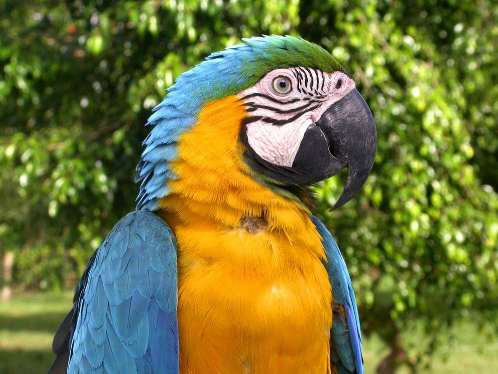 Free macaw parrot image, public domain animal CC0 photo.