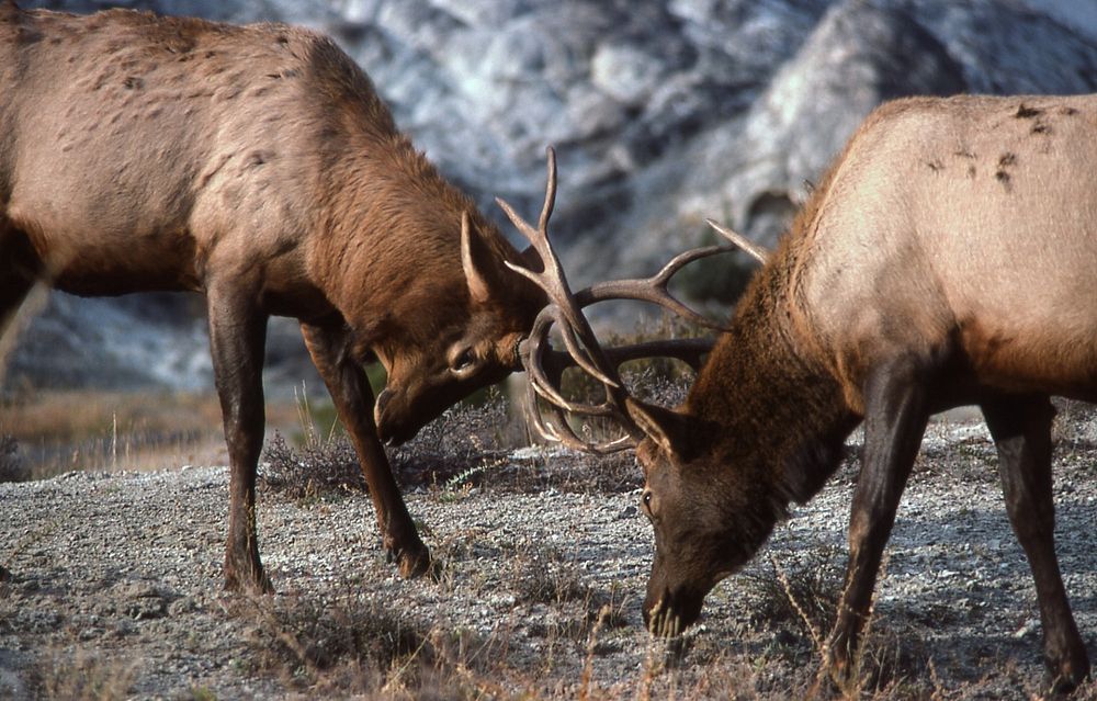 Free rutting elks image, public domain animal CC0 photo.