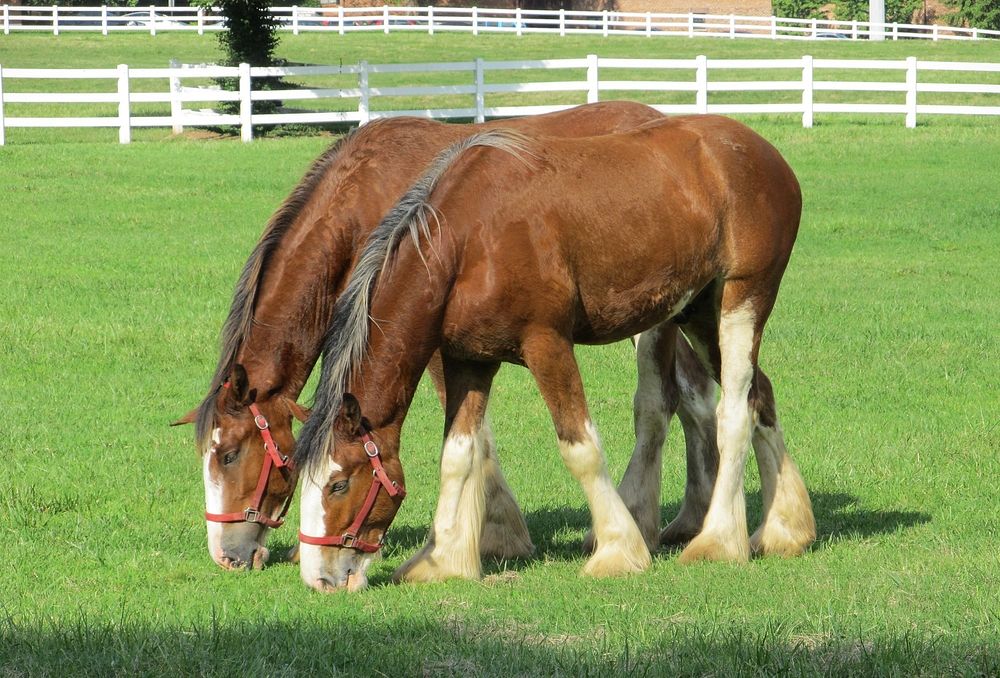 Free Clydesdale horses grazing on meadow image, public domain animal CC0 photo.