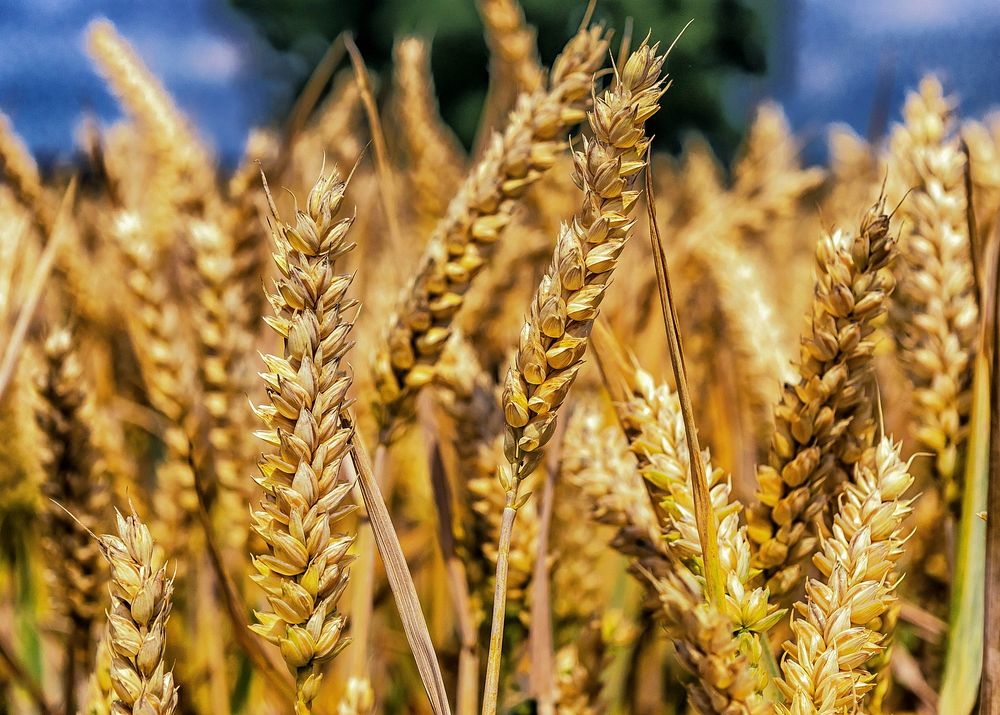 Free wheat crops image, public domain food CC0 photo.