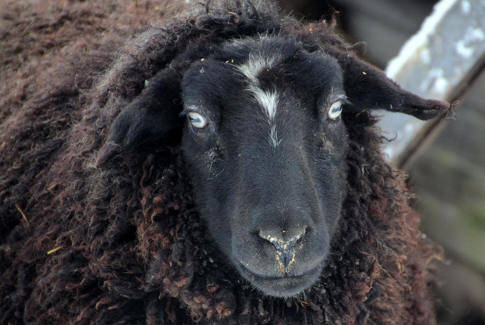 Free black sheep image, public domain animal CC0 photo.