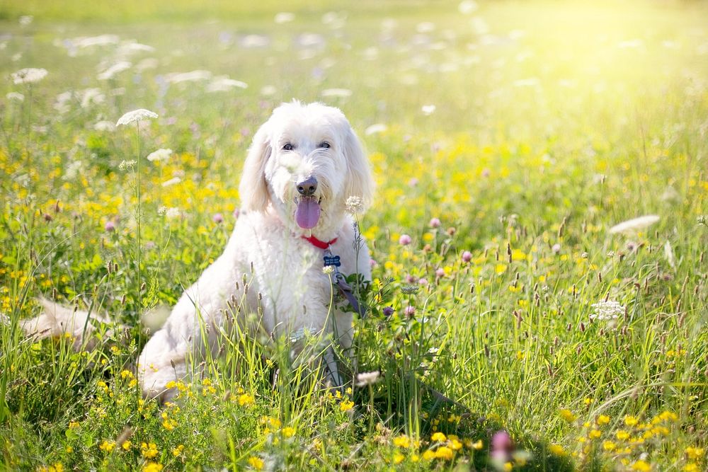 Free white fluffy dog sitting in meadow image, public domain animal CC0 photo.