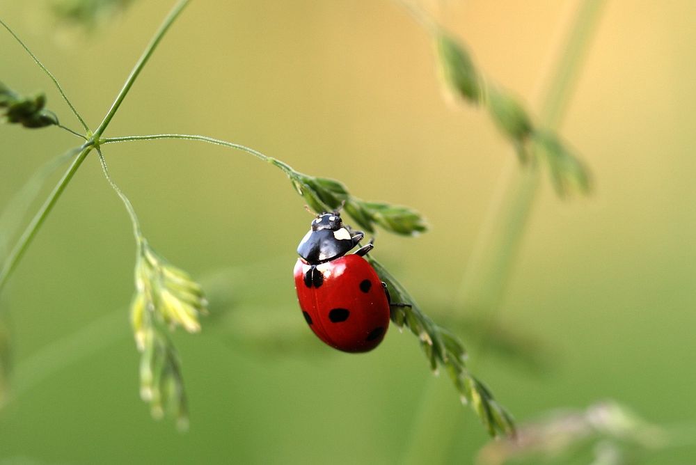 Free ladybug climbing on a green plant photo, public domain animal CC0 image.