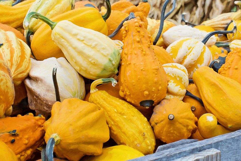 Free photo of different types of pumpkins and vegetables in a pile, public domain CC0 photo.