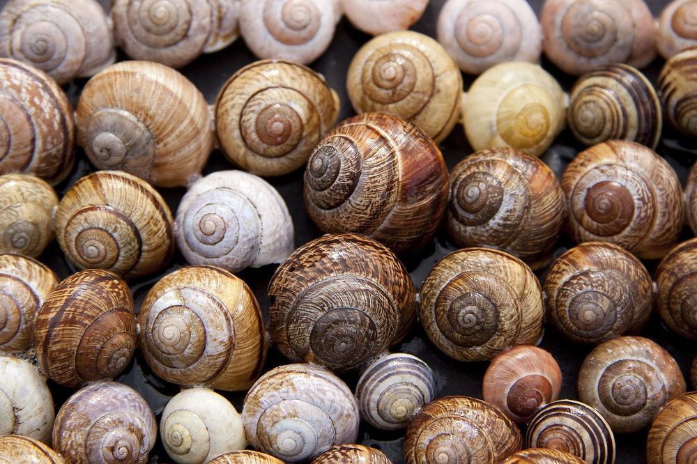 Free pile of snail shells image, public domain animal CC0 photo.