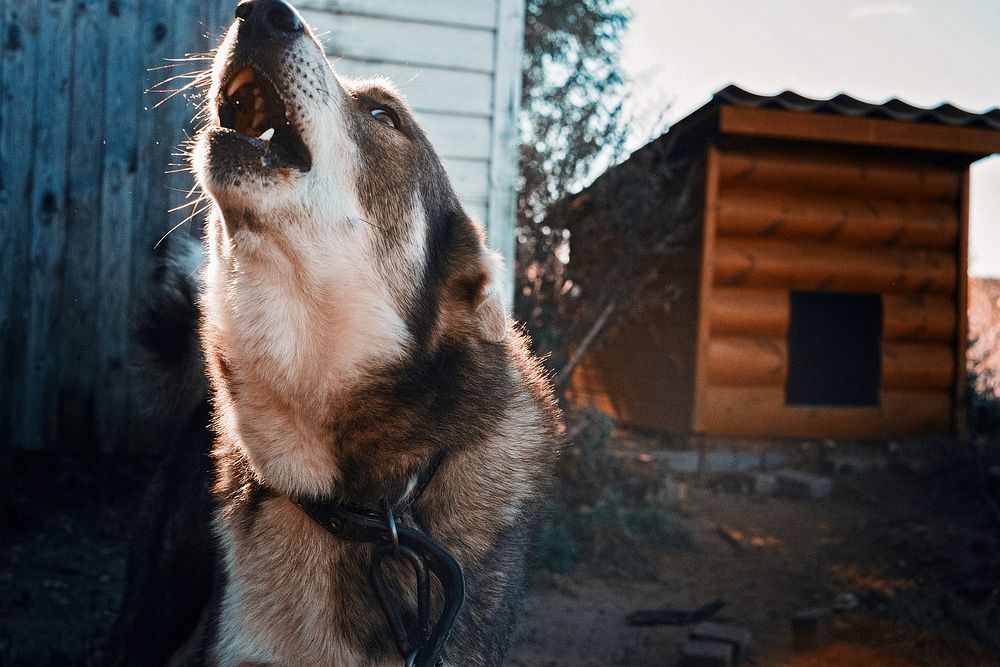 Free dog howling in back yard portrait photo, public domain animal CC0 image.