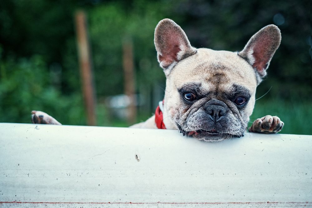 Free French bulldog with red collar portrait photo, public domain animal CC0 image.