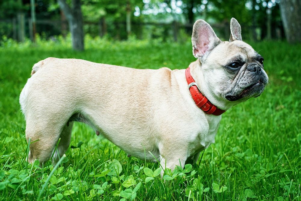 Free pug dog standing in grass field image, public domain animal CC0 photo.