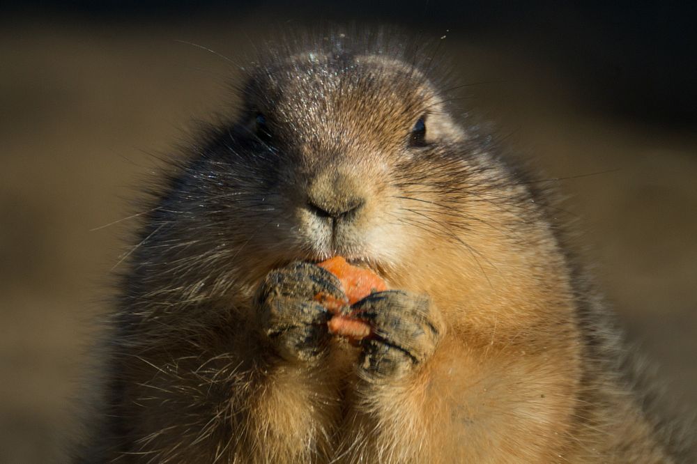 Free cute squirrel eating nut image, public domain CC0 photo.