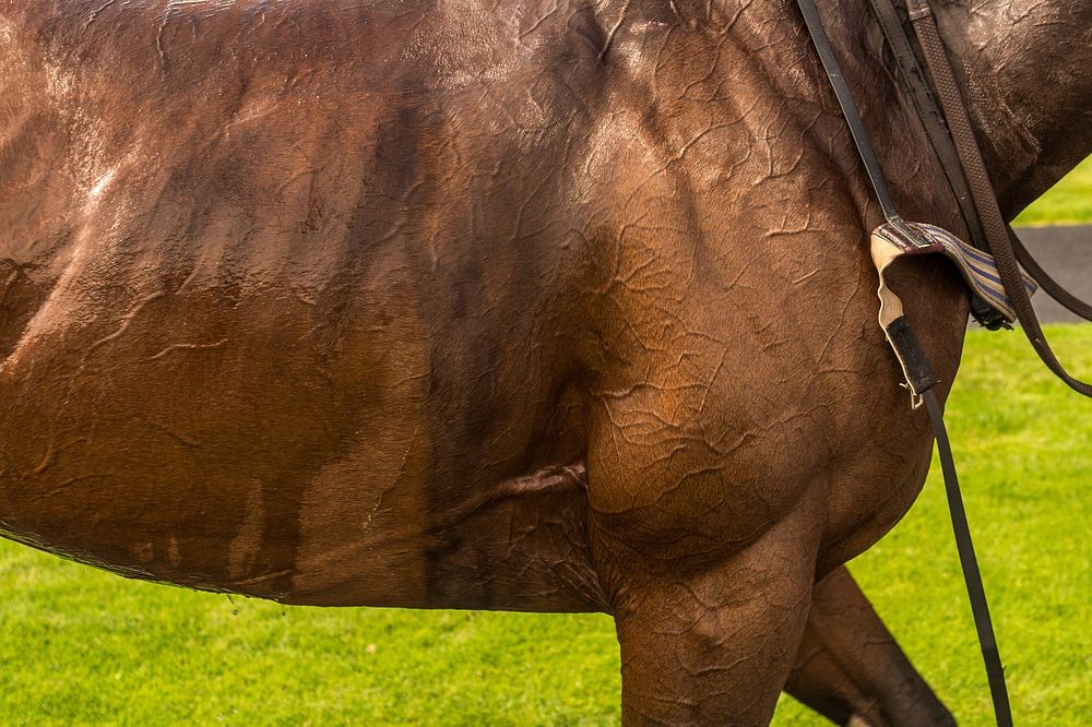 Free horse image, public domain animal CC0 photo.