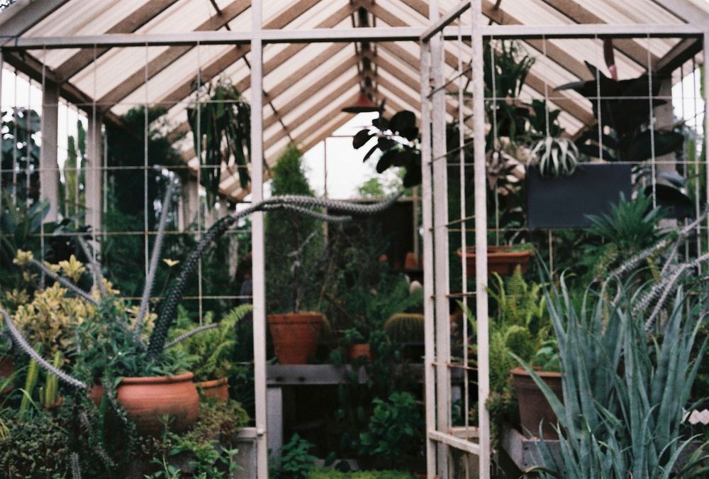 Greenhouse filled with plants shot on 35mm film