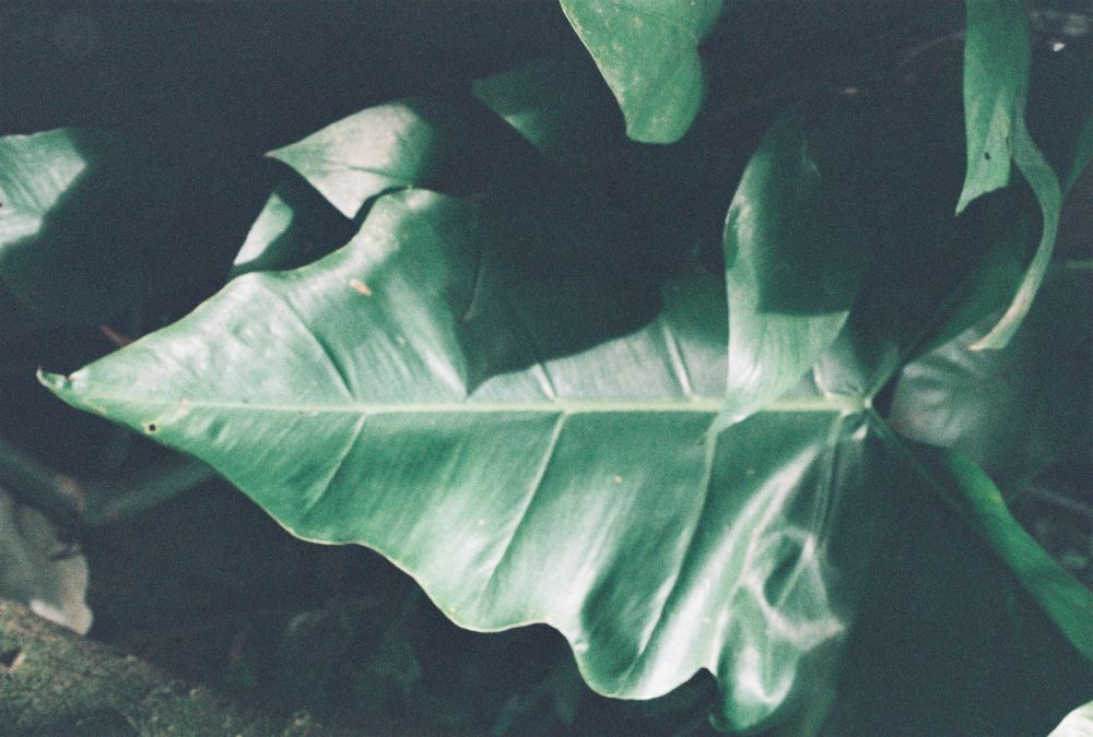 Close up image of tree leaves