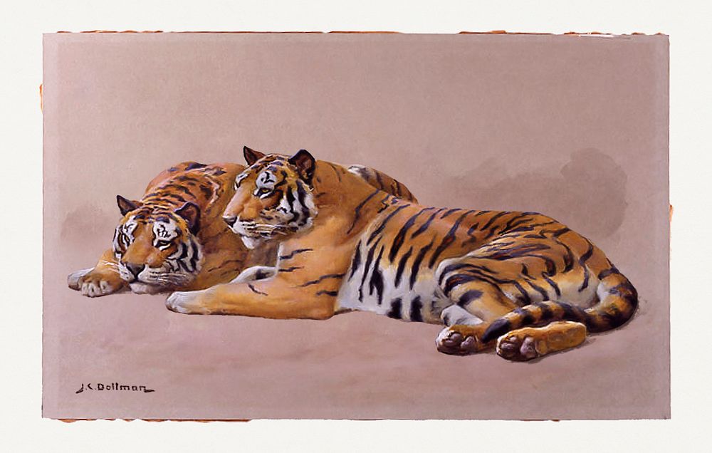 Tiger Studies by John Charles Dollman (1851&ndash;1934). Original from The MET Museum. Digitally enhanced by rawpixel.