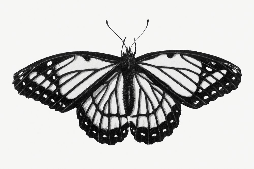 Vintage hand drawn monochrome butterfly illustration