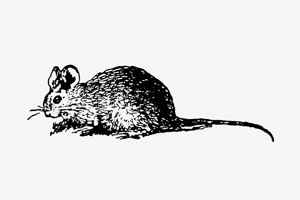 Vintage European style mouse engraving from Messia by Ll.D. Samuel Johnson (1709&ndash;1784). Original from the British…