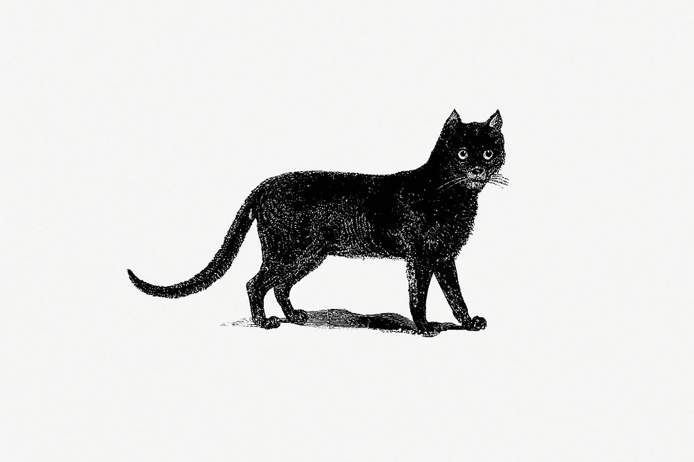 Vintage European style cat engraving | Free Photo Illustration - rawpixel