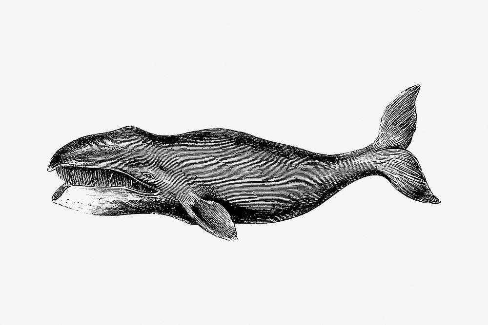 Whale from A Whaling Cruise to Baffin's Bay and the Gulf of Boothia (1874). And an Account of the Rescue of the Crew of the…