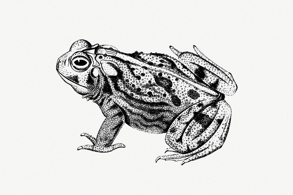 Great Plains toad from Exploration of the Red River of Louisiana (1852) published by Randolph Benton Marcy. Original from…