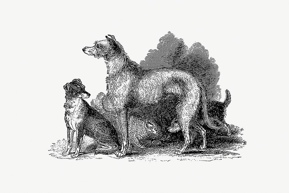Scottish Deerhound from On the Domesticated Animals of the British Islands: Comprehending the Natural and Economical History…