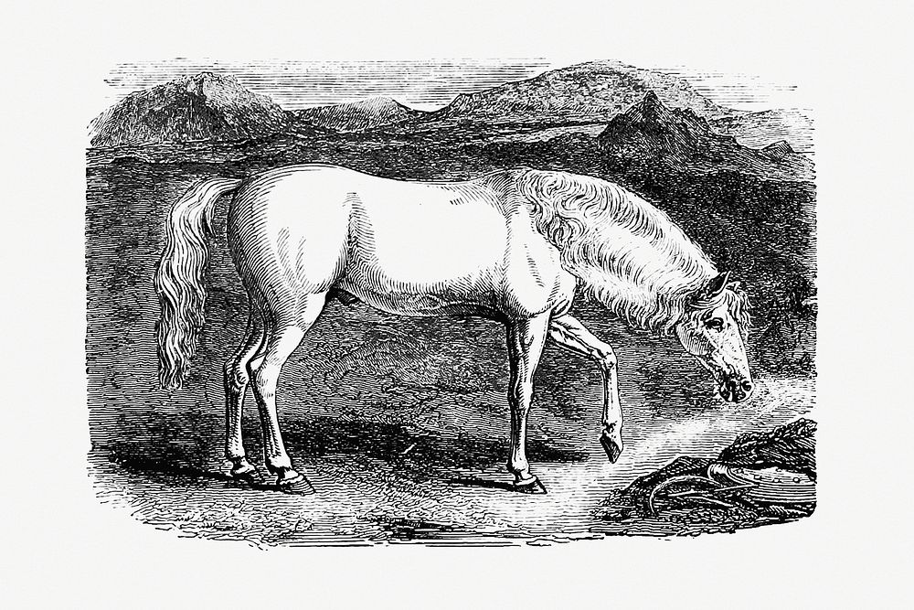 Arabian horse from On the Domesticated Animals of the British Islands: Comprehending the Natural and Economical History of…