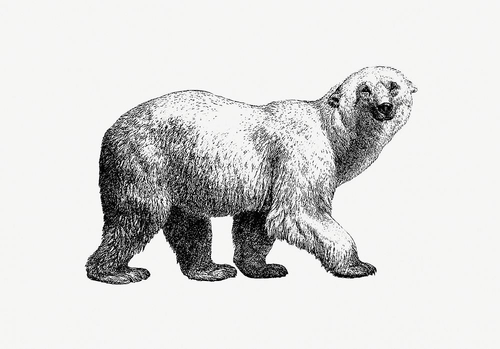 Drawing of white bear