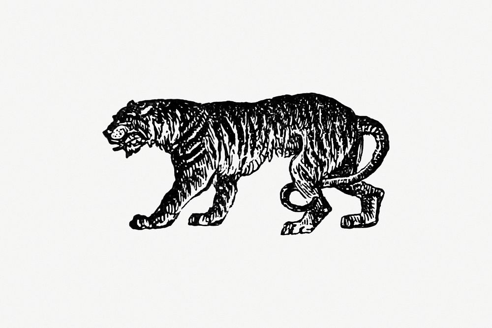 Tiger from The Chronicles of the St. Lawrence (1878) published by Sir James Macpherson Le Moine. Original from the British…