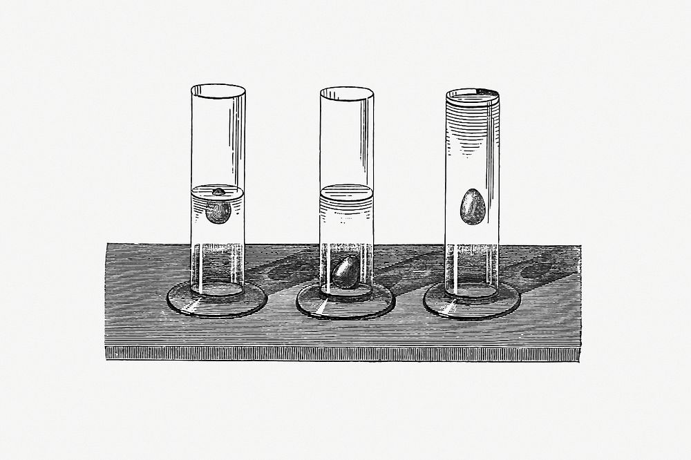 Drawing of eggs in salted water and in pure water