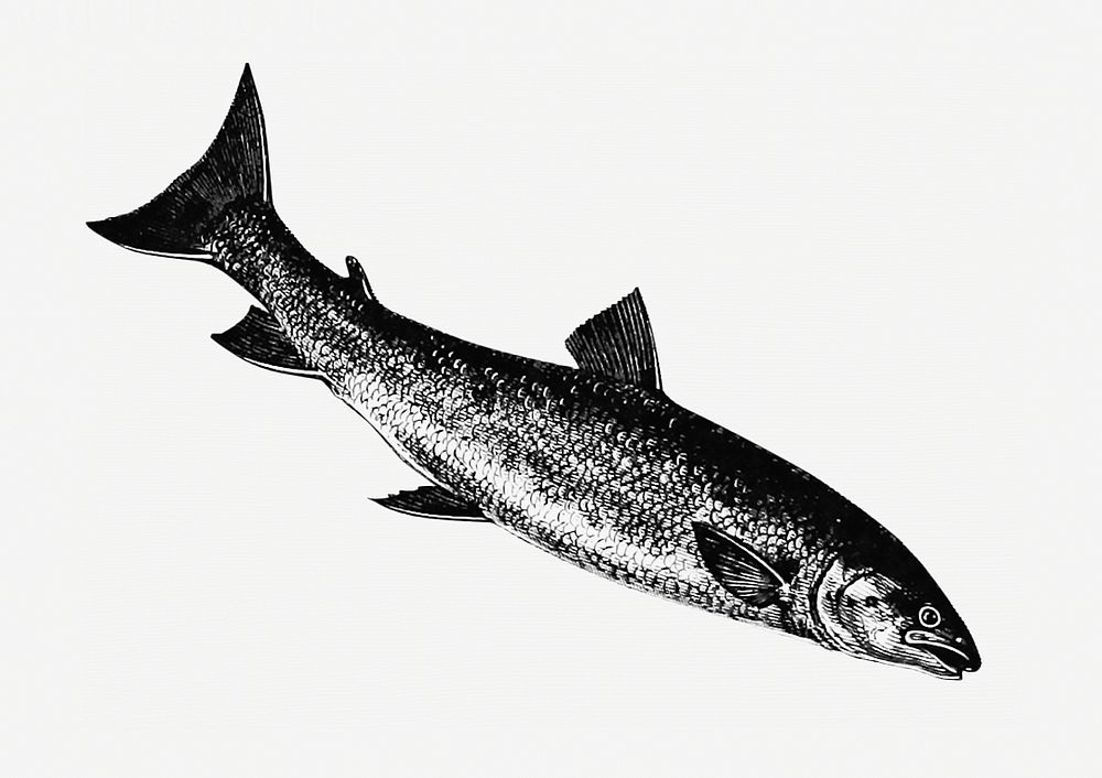 Fish from Nimrod in the North, or Hunting and Fishing Adventures in the Arctic Regions (1885) published by Frederick…