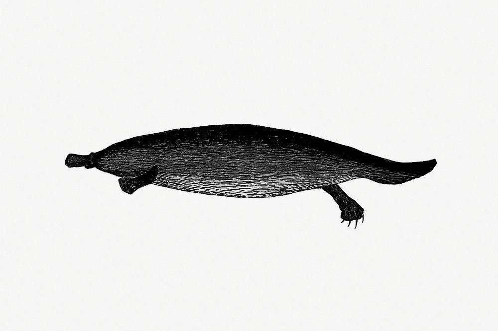 Drawing of a duck-billed platypus