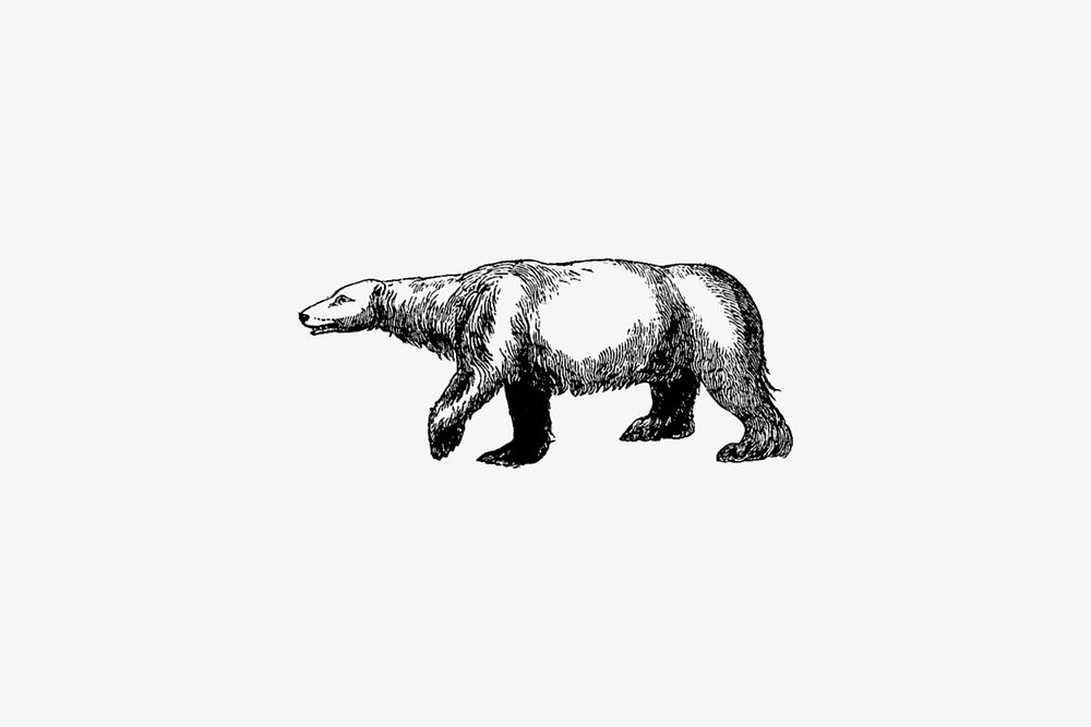 Polar bear from A Peep At The Esquimaux; Or Scenes On The Ice: To Which Is Annexed A Polar Pastoral (1825) by Lady. Original…