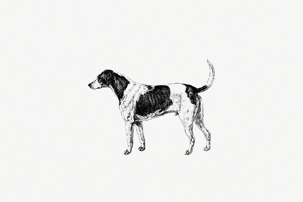 Drawing of American Foxhound