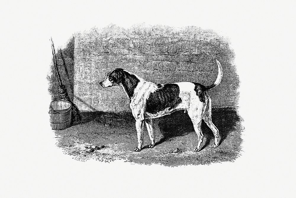 American Foxhound from The Life of a Foxhound (1848) published by John Mills. Original from the British Library. Digitally…