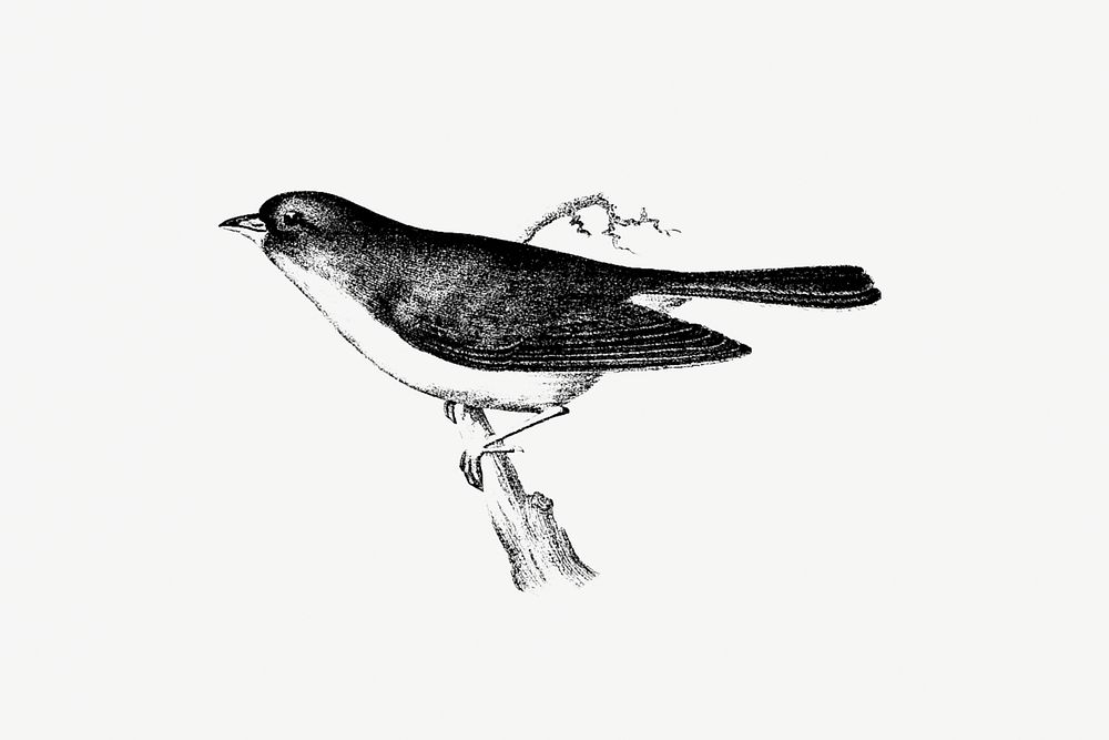 Drawing of a dark-eyed junco