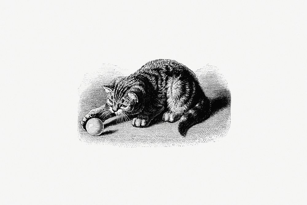 Playful cat from When Life is Young, A Collection of Verse For Boys and Girls published by Century Co. (1894). Original from…