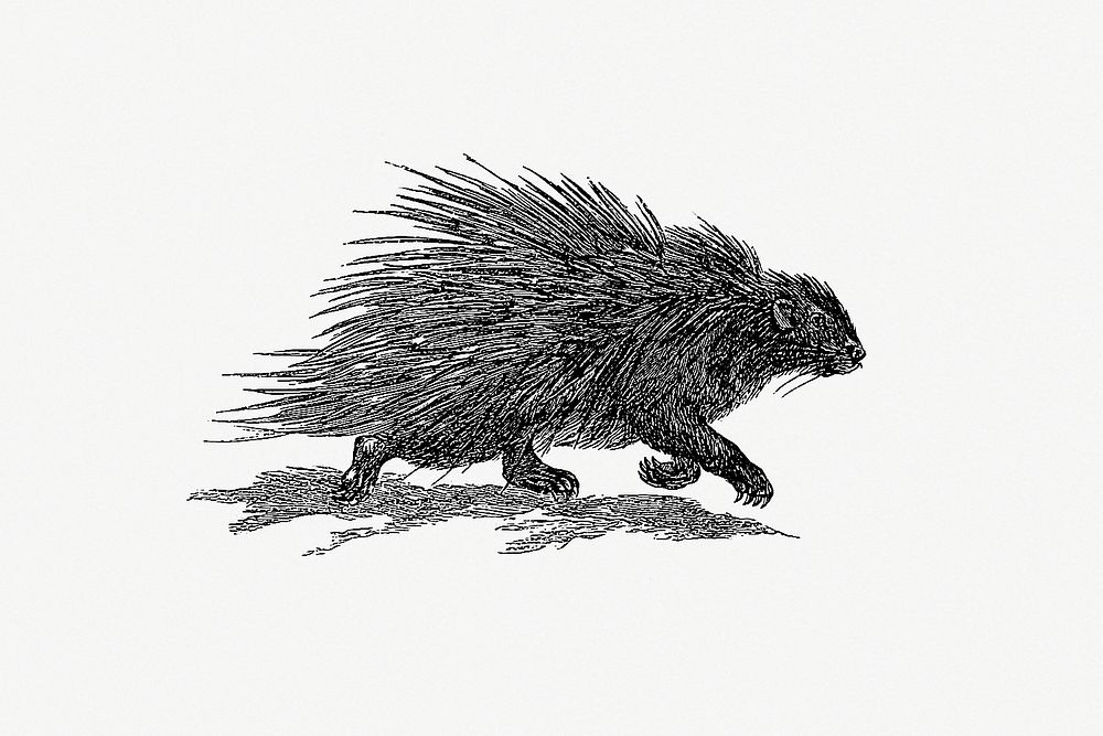 Hedgehog from Portuguese Expedition to Muatianvua Ethnographia and Traditional History of the People of Lunda... Edition…