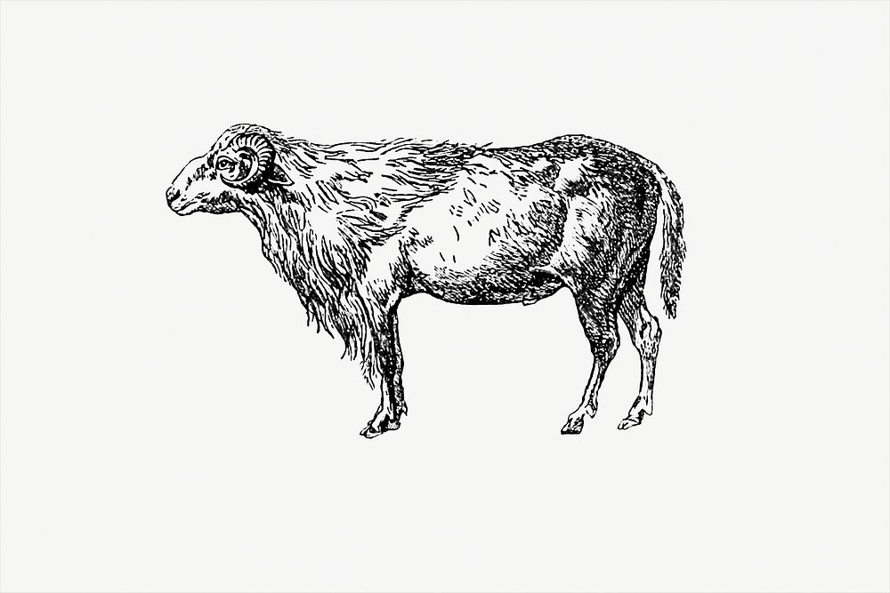 Drawing of a ram
