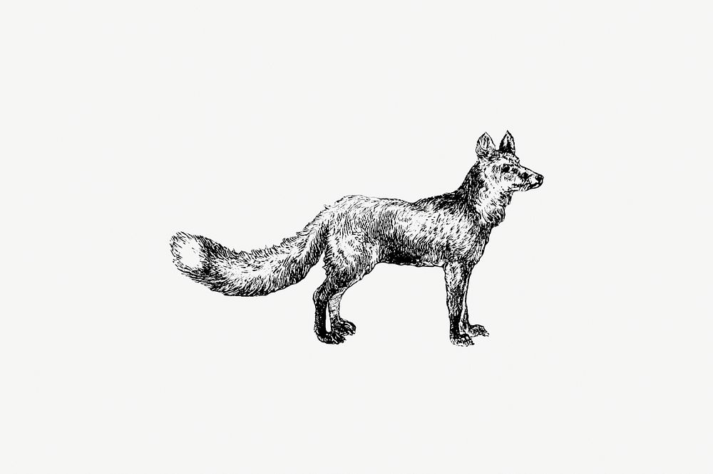 Drawing of a cur fox