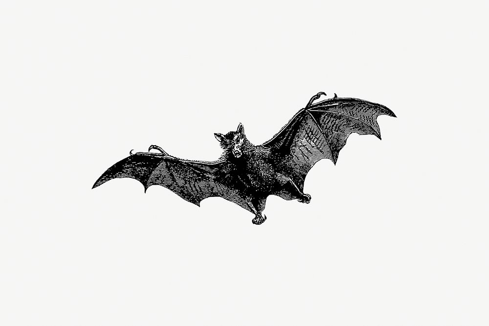 Drawing of a flying bat